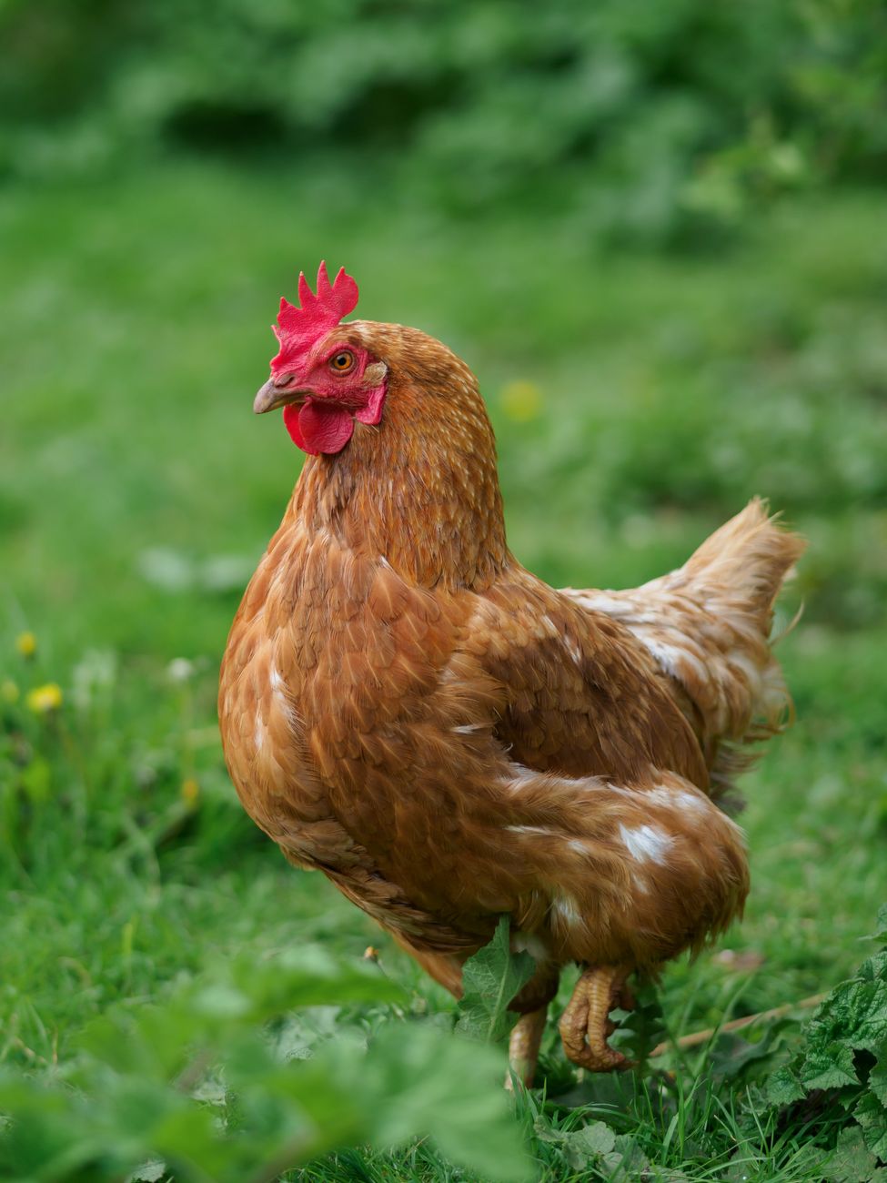 close up of a hen on a grass field