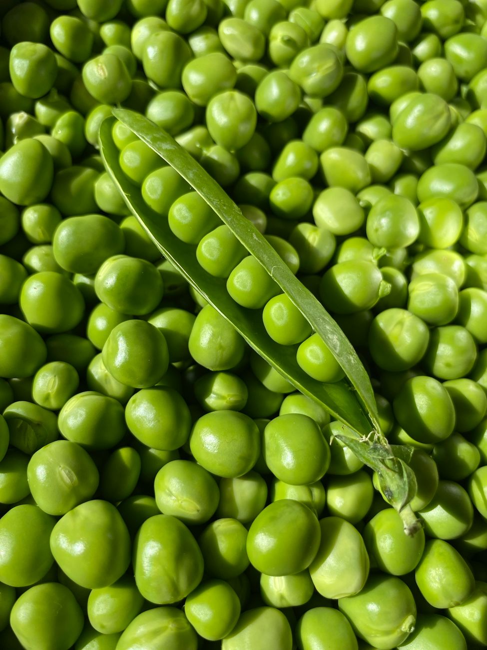 fresh green peas macro with open pod