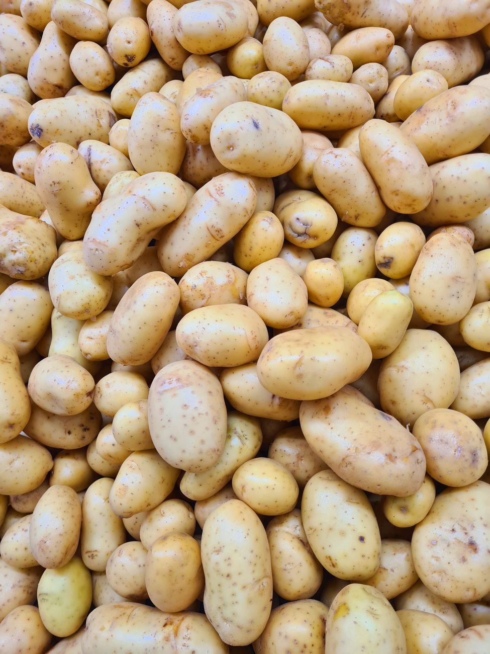 fresh harvest of organic potatoes