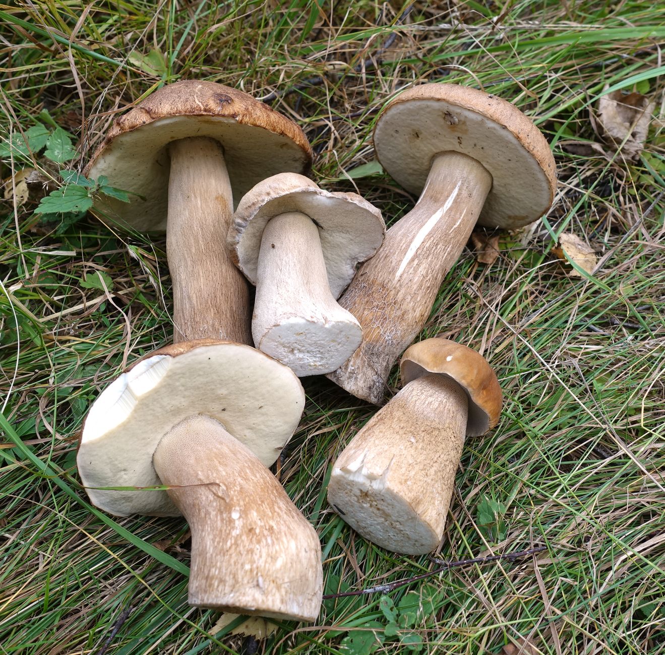 a close up shot of mushrooms