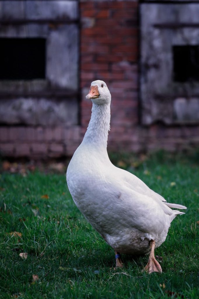 white goose bird