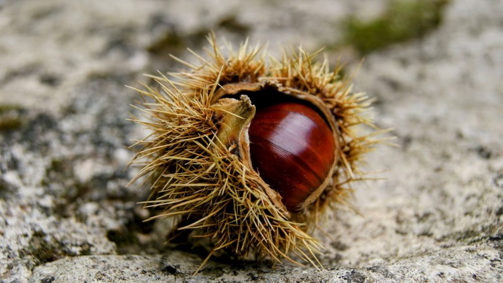 close up of chestnut in shell on rock surface