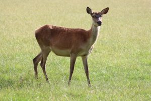 brown deer on green grass field